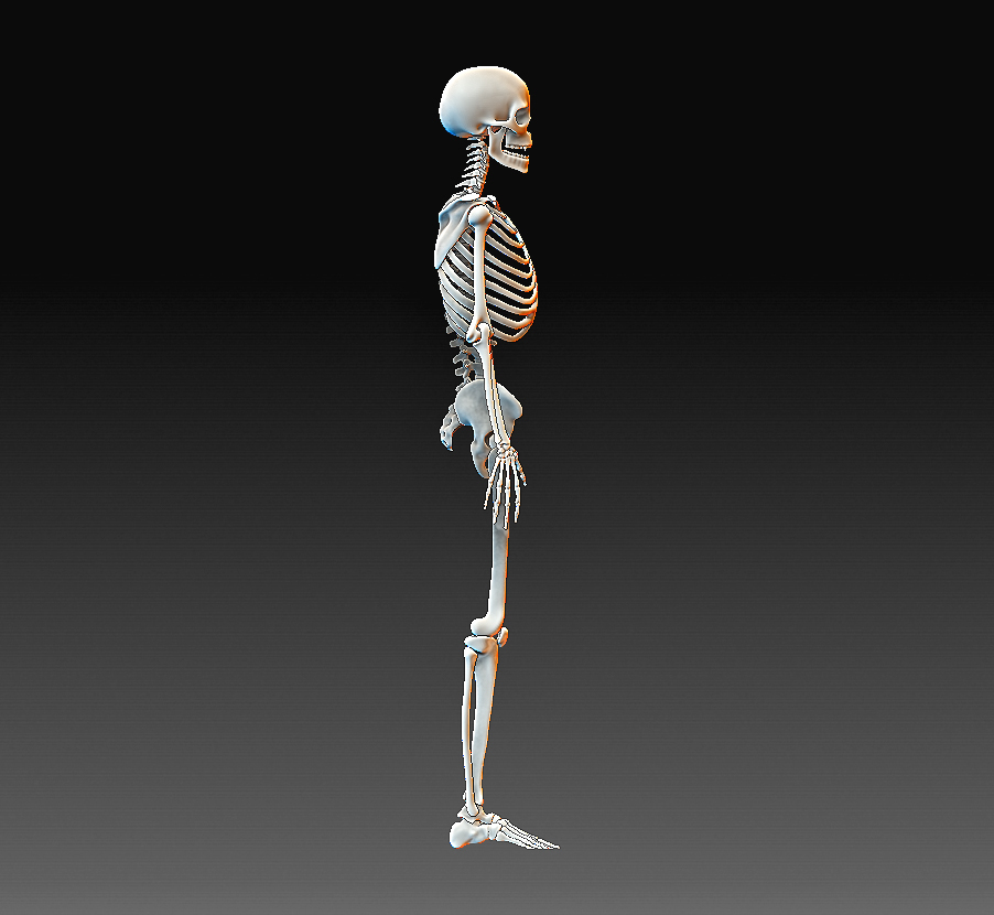Free STL file Human skeleton 💀・Template to download and 3D print・Cults